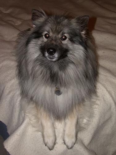 A dog image from https://images.dog.ceo/breeds/keeshond/n02112350_7699.jpg