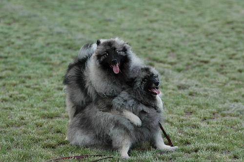 A dog image from https://images.dog.ceo/breeds/keeshond/n02112350_7826.jpg