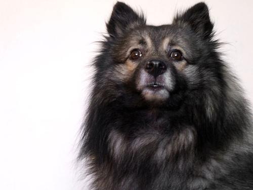 keeshond