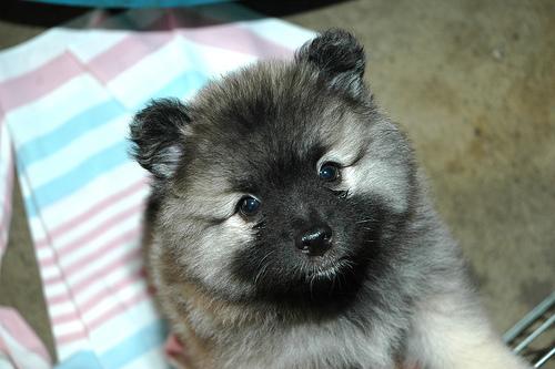 A dog image from https://images.dog.ceo/breeds/keeshond/n02112350_7893.jpg