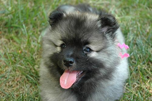 A dog image from https://images.dog.ceo/breeds/keeshond/n02112350_7955.jpg