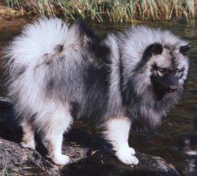 A dog image from https://images.dog.ceo/breeds/keeshond/n02112350_8045.jpg