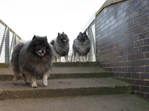 A dog image from https://images.dog.ceo/breeds/keeshond/n02112350_8177.jpg