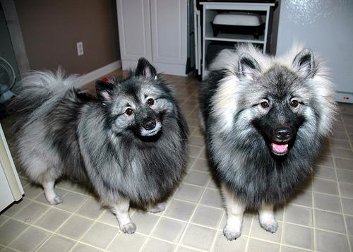 A dog image from https://images.dog.ceo/breeds/keeshond/n02112350_8278.jpg