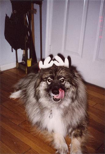 A dog image from https://images.dog.ceo/breeds/keeshond/n02112350_8279.jpg