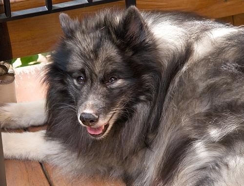 A dog image from https://images.dog.ceo/breeds/keeshond/n02112350_8469.jpg