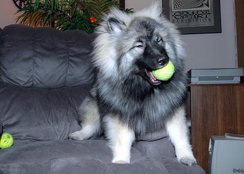 A dog image from https://images.dog.ceo/breeds/keeshond/n02112350_8572.jpg