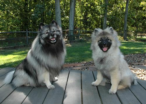 keeshond