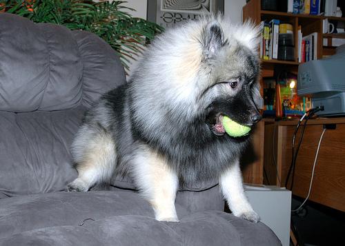 A dog image from https://images.dog.ceo/breeds/keeshond/n02112350_8976.jpg