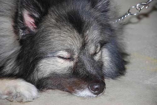 A dog image from https://images.dog.ceo/breeds/keeshond/n02112350_9052.jpg