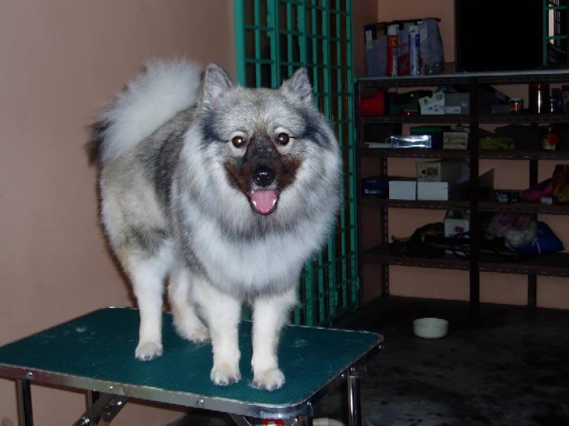 A dog image from https://images.dog.ceo/breeds/keeshond/n02112350_9255.jpg