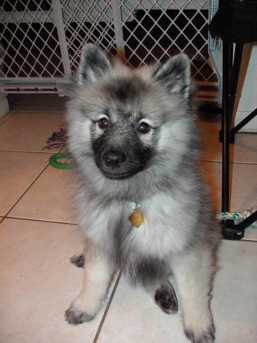 A dog image from https://images.dog.ceo/breeds/keeshond/n02112350_9431.jpg