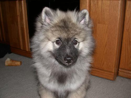 A dog image from https://images.dog.ceo/breeds/keeshond/n02112350_9545.jpg