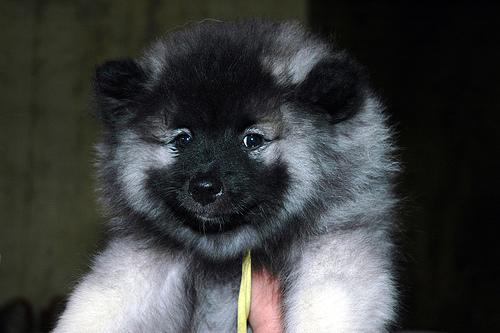 A dog image from https://images.dog.ceo/breeds/keeshond/n02112350_9580.jpg