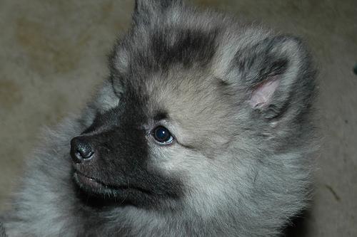 A dog image from https://images.dog.ceo/breeds/keeshond/n02112350_9717.jpg