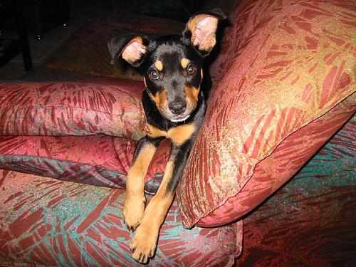 A dog image from https://images.dog.ceo/breeds/kelpie/n02105412_1201.jpg