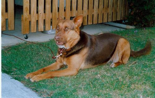 A dog image from https://images.dog.ceo/breeds/kelpie/n02105412_1530.jpg