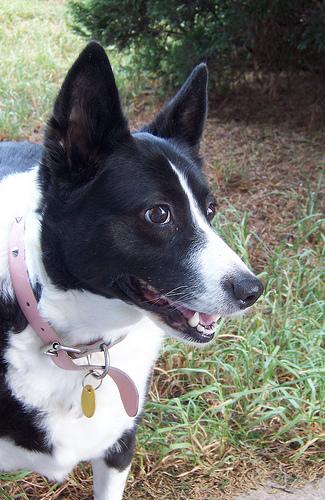 A dog image from https://images.dog.ceo/breeds/kelpie/n02105412_1555.jpg