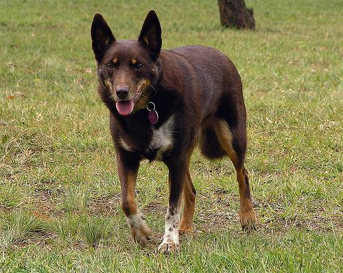 A dog image from https://images.dog.ceo/breeds/kelpie/n02105412_1834.jpg