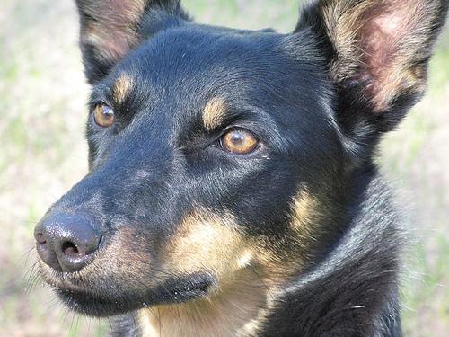 A dog image from https://images.dog.ceo/breeds/kelpie/n02105412_1968.jpg