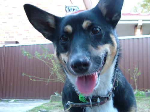 A dog image from https://images.dog.ceo/breeds/kelpie/n02105412_216.jpg