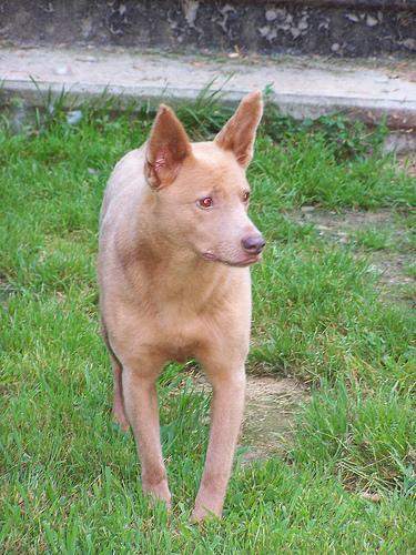 A dog image from https://images.dog.ceo/breeds/kelpie/n02105412_2599.jpg