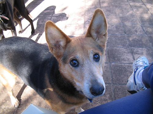 kelpie