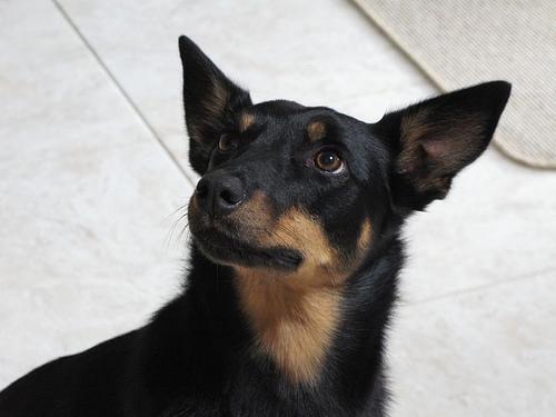 A dog image from https://images.dog.ceo/breeds/kelpie/n02105412_2800.jpg