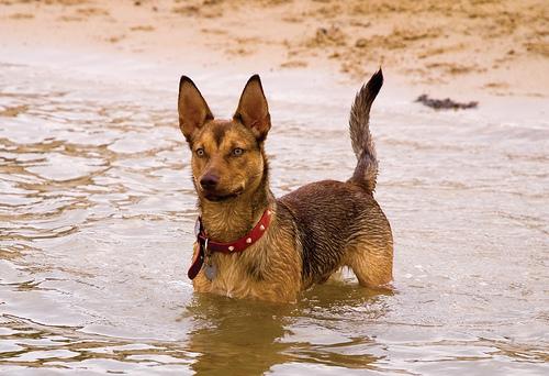 A dog image from https://images.dog.ceo/breeds/kelpie/n02105412_4061.jpg