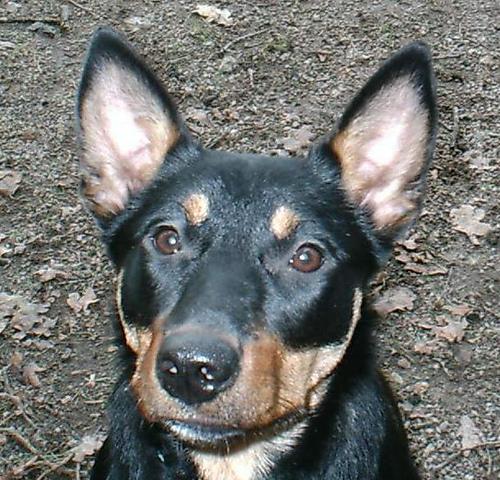 A dog image from https://images.dog.ceo/breeds/kelpie/n02105412_4674.jpg