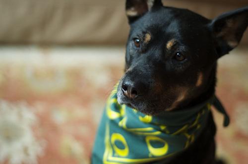 A dog image from https://images.dog.ceo/breeds/kelpie/n02105412_468.jpg