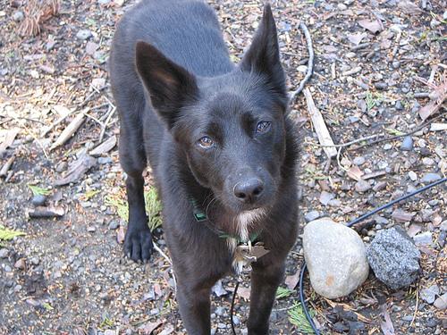 kelpie