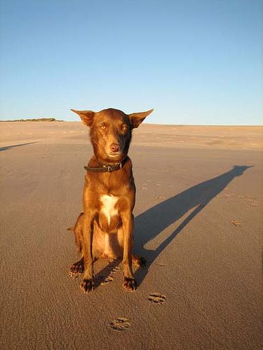 A dog image from https://images.dog.ceo/breeds/kelpie/n02105412_5373.jpg