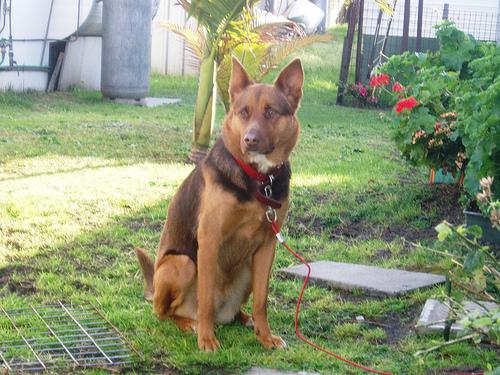 A dog image from https://images.dog.ceo/breeds/kelpie/n02105412_6120.jpg