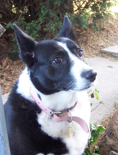 A dog image from https://images.dog.ceo/breeds/kelpie/n02105412_6873.jpg