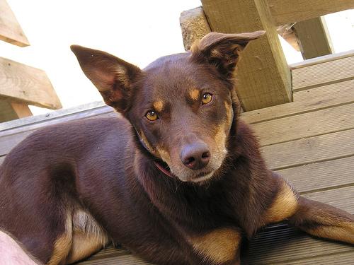 A dog image from https://images.dog.ceo/breeds/kelpie/n02105412_7965.jpg