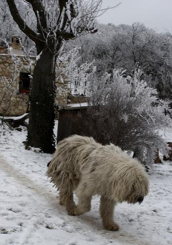 A dog image from https://images.dog.ceo/breeds/komondor/n02105505_1145.jpg