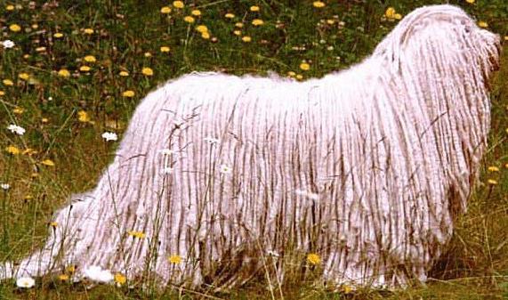 komondor