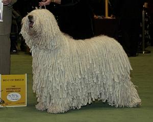 A picture of a dog.