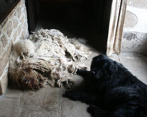 komondor