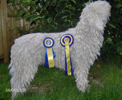 komondor