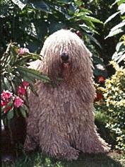 A dog image from https://images.dog.ceo/breeds/komondor/n02105505_3132.jpg