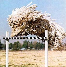 A dog image from https://images.dog.ceo/breeds/komondor/n02105505_317.jpg