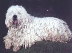 komondor