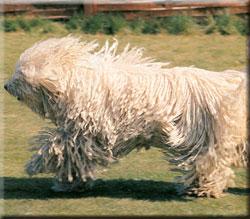 komondor