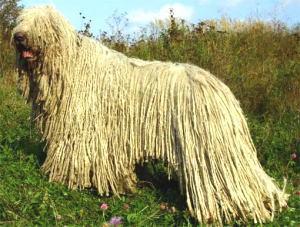 A dog image from https://images.dog.ceo/breeds/komondor/n02105505_3576.jpg