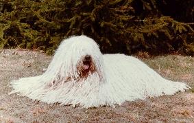 A dog image from https://images.dog.ceo/breeds/komondor/n02105505_3679.jpg