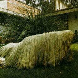 A dog image from https://images.dog.ceo/breeds/komondor/n02105505_3705.jpg