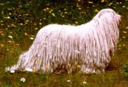 A dog image from https://images.dog.ceo/breeds/komondor/n02105505_3787.jpg