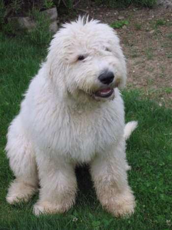 A dog image from https://images.dog.ceo/breeds/komondor/n02105505_3904.jpg